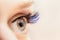 Blue color eyelash extensions. Trendy false lash style close-up, open eye macro