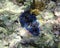 Blue color giant Tridacna
