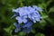 Blue color plumbago or plumbaginaceae flower