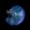 Blue color Siamese fighting fish