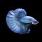 Blue color Siamese fighting fish