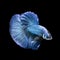 Blue color Siamese fighting fish