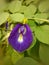Blue colored of Asian Pigeon Wings flower or Bluebell Vine or Blue Clitoria Ternatea