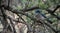 Blue Colored Colima Jay Sits in Pinon Tree