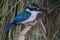 A blue colored kingfisher is eating a small fish.