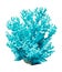 blue colored sea coral, detailed photo, isolated,cut out