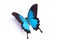 Blue and colorful butterfly on white background