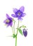 Blue columbine - aquilegia flower