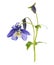 Blue columbine flower with buds and flowers, isolated