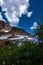 Blue Columbine Flowers Aquilegia caerulea Mt Toll Trail Colorado