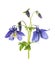 Blue columbine flowers, isolated