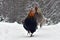 Blue combed rooster chasing a hen of old resistant breed Hedemora from Sweden on snow in wintery landscape.