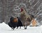 Blue combed rooster and chickens of old resistant breed Hedemora from Sweden on snow in wintery landscape.