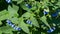 Blue comfrey Symphytum caucasicum with beautiful blue flowers on green leaves in spring garden. Close-up of blossoming