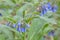 Blue Comfrey, Symphytum officinale `Azureum`, bell-shaped flowers