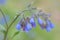 Blue Comfrey, Symphytum officinale `Azureum`, blue inflorescence