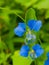 Blue  commelina benghalensis flowers 4k