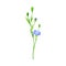 Blue Common Flax or Linseed Cultivated Flowering Plant Specie Vector Illustration
