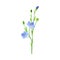 Blue Common Flax or Linseed Cultivated Flowering Plant Specie Vector Illustration