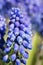 Blue common grape hyacinth