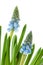 Blue common grape hyacinths