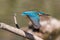 Blue common kingfisher alcedo atthis in flight
