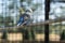 Blue common parakeet sitting on a stick in a birdcage