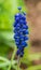 Blue common or starch grape hyacinth muscari neglectum flower