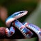 The Blue Coral Snake\'s vibrant colors make it a hidden gem of the forest