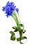 Blue corn flowers bouquet in vase