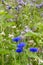 Blue corn flowers in a purple Phacelia field