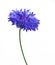 Blue cornflower