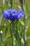 Blue cornflower