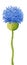 Blue cornflower