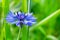 Blue cornflower, blooming bud. Flower close-up