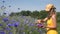 Blue cornflower blooms and blurred herbalist woman gather herbs. 4K