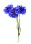 Blue cornflower bouquet isolated on white background