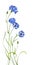 Blue cornflower bouquet pattern isolated