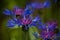 Blue Cornflower Centaurea cyanus