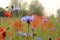 A blue cornflower closeup in a field margin with a green and red background