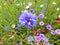 Blue cornflower in English meadow