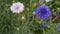 Blue cornflower in the field