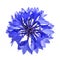 Blue cornflower flower