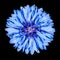 Blue Cornflower Flower - Centaurea cyanus