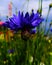 Blue cornflower flower. Cornflower. Vegetable portrait of cornflower.