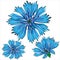 Blue cornflower flowers isolated on white