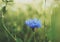 blue cornflower green bokeh background outdoor blossom close-up