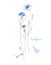 Blue cornflower hand drawn watercolor illustration. Wildflower aquarelle paint drawing.