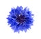 Blue cornflower herb isolated on white background