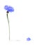 Blue cornflower isolated